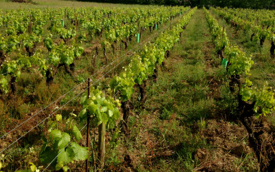 The Birth of the Muscadet Cru